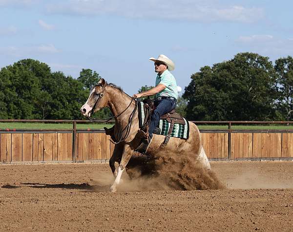 western-riding-quarter-horse