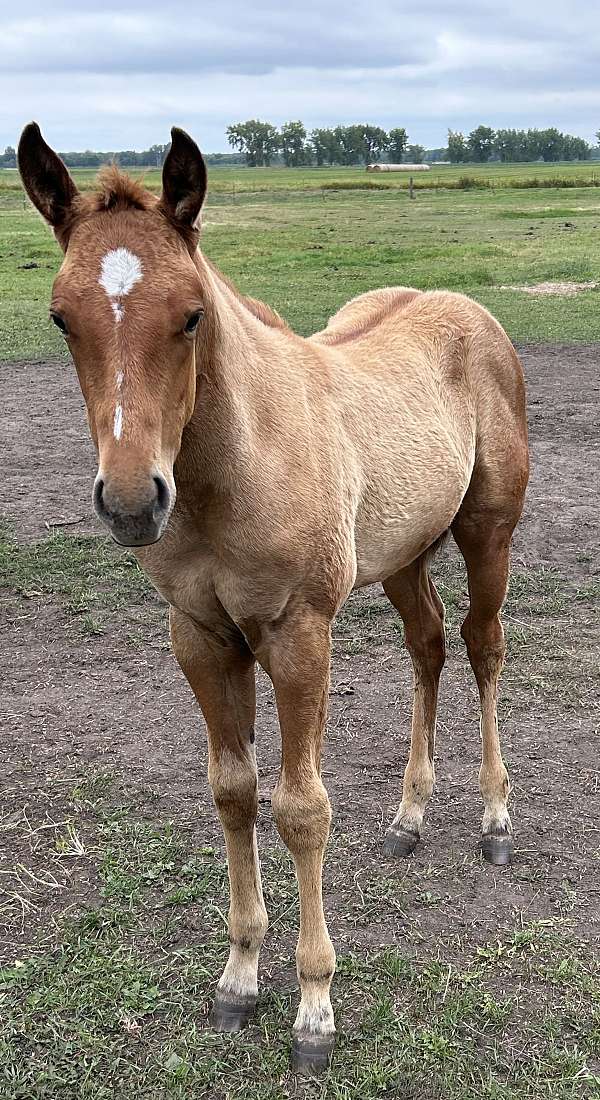 legend-mare