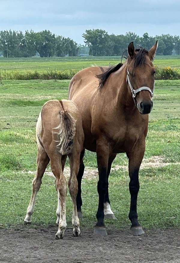 little-steel-dust-mare