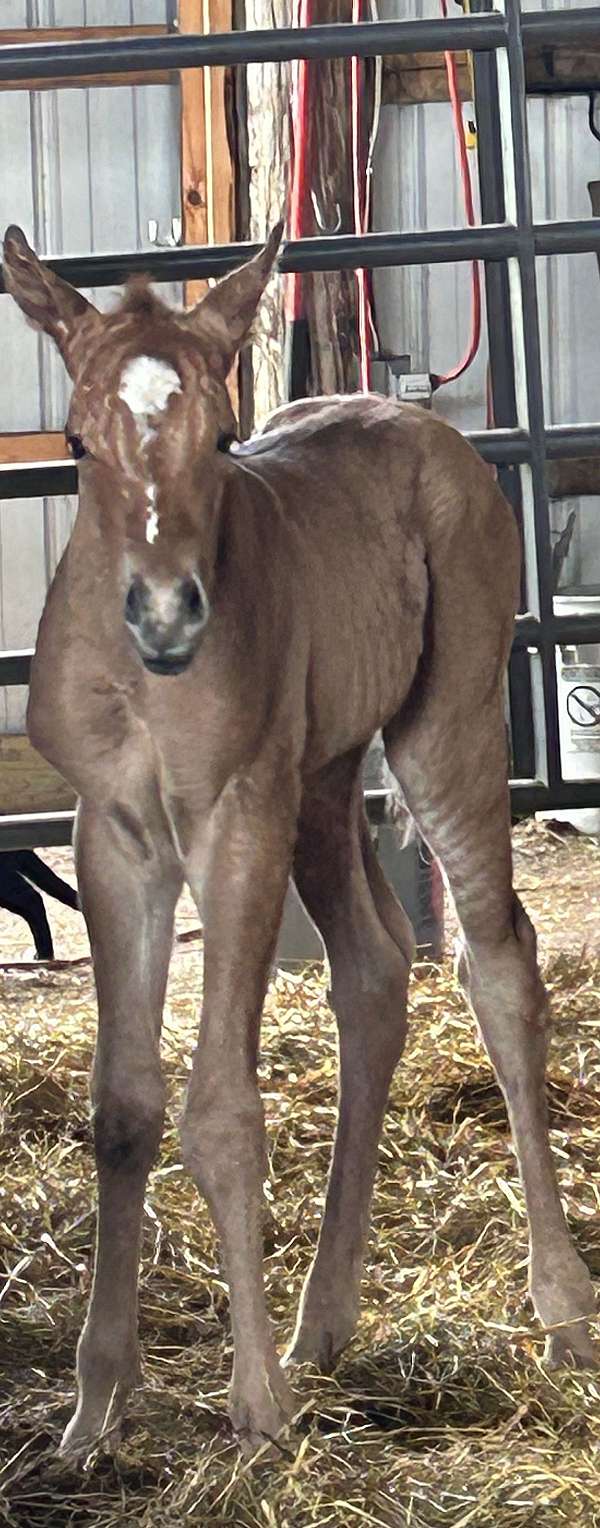 fame-mare