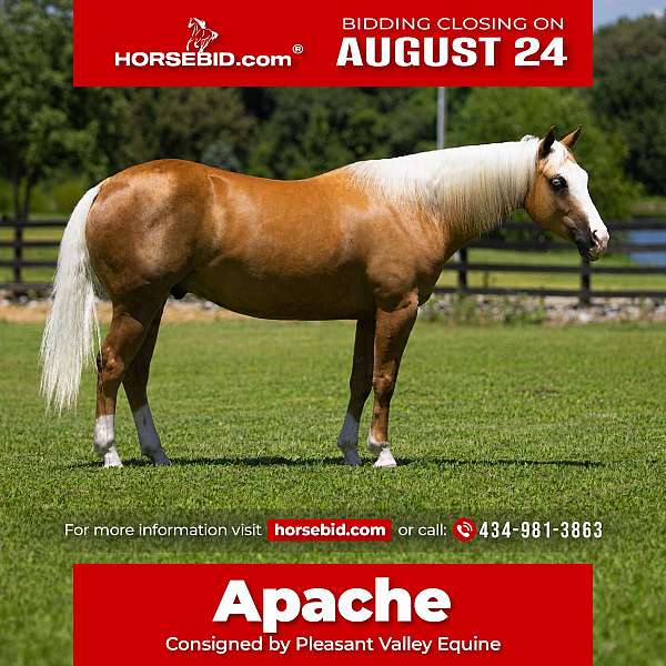 jumping-quarter-horse