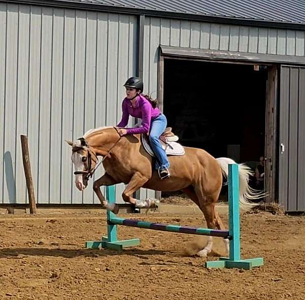 ranch-quarter-horse