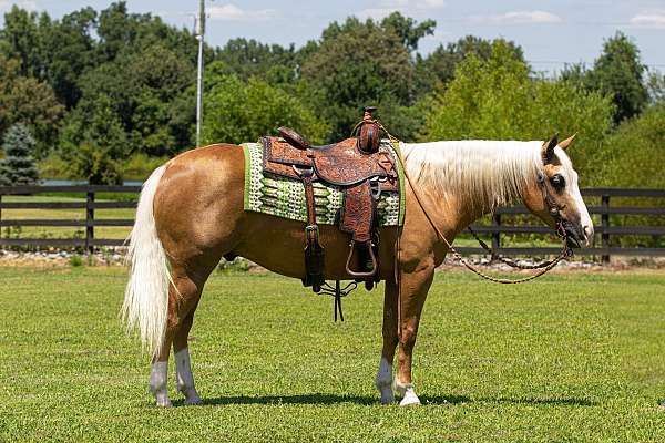 reining-quarter-horse