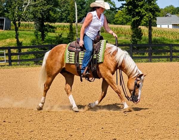 ridden-english-quarter-horse