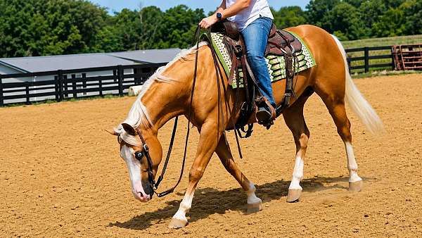 ridden-western-quarter-horse