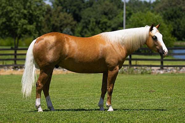 roping-quarter-horse