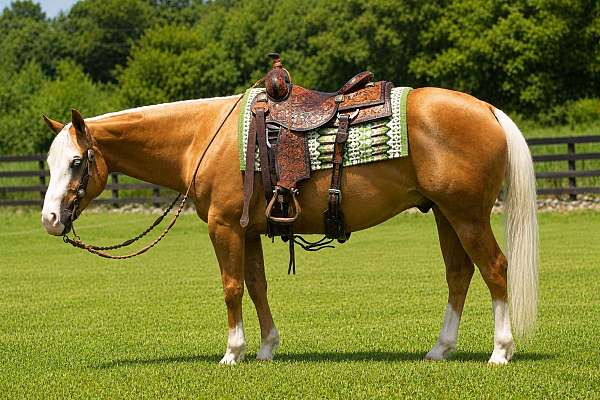 trail-quarter-horse