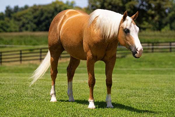 trail-riding-quarter-horse