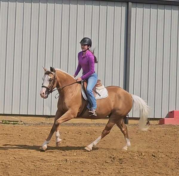youth-quarter-horse