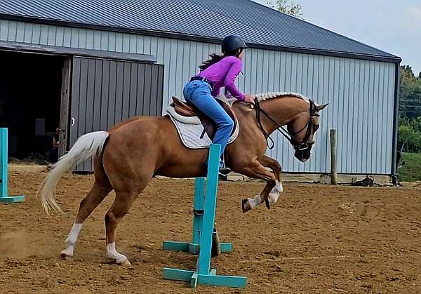 working-cattle-quarter-horse
