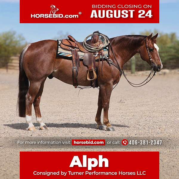 all-around-quarter-horse