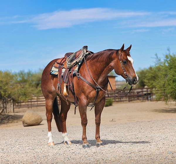 athletic-quarter-horse