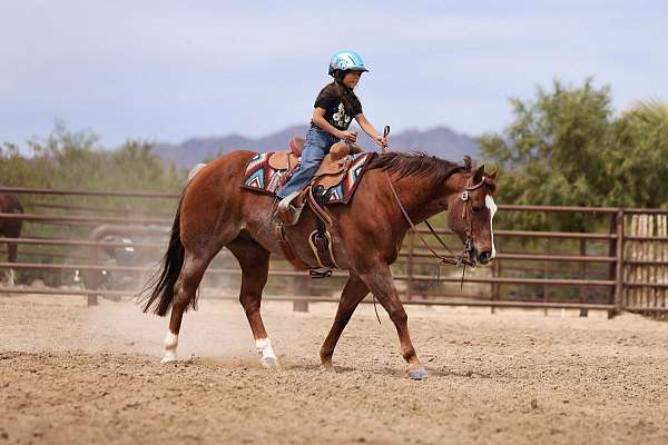 calf-roping-quarter-horse