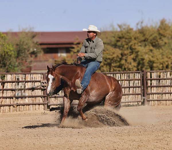 flashy-quarter-horse