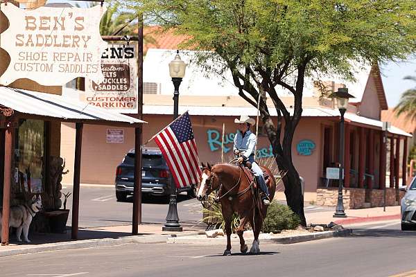 kid-safe-quarter-horse