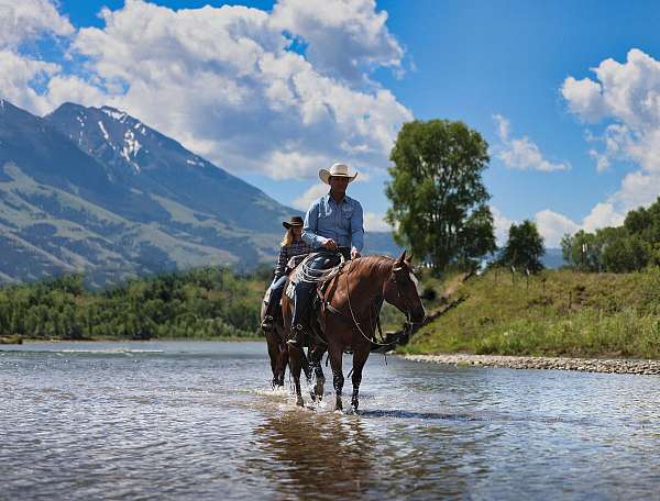 ranch-quarter-horse