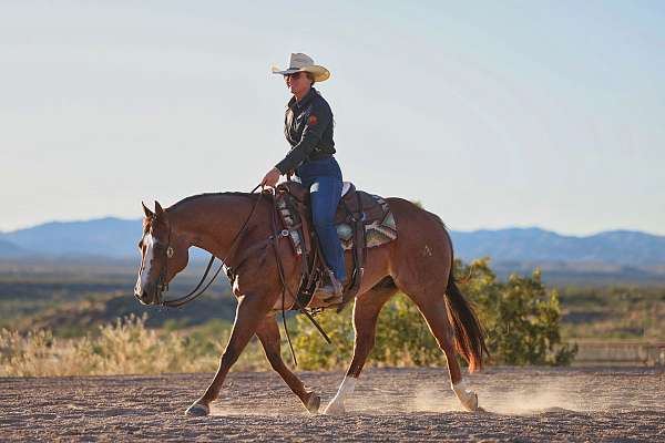 performance-quarter-horse