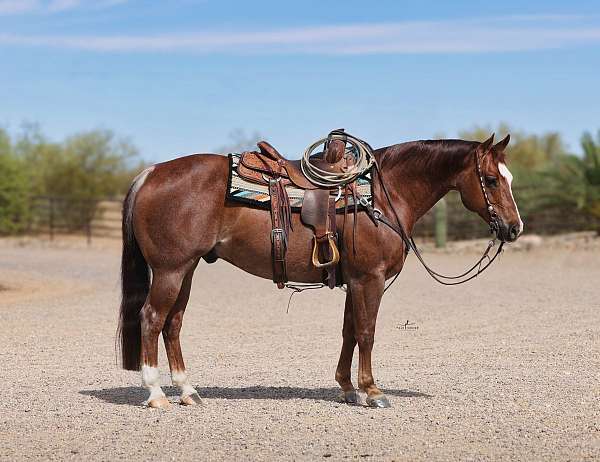ranch-versatility-quarter-horse