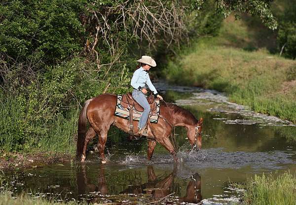 reined-cow-quarter-horse