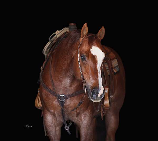 reining-quarter-horse