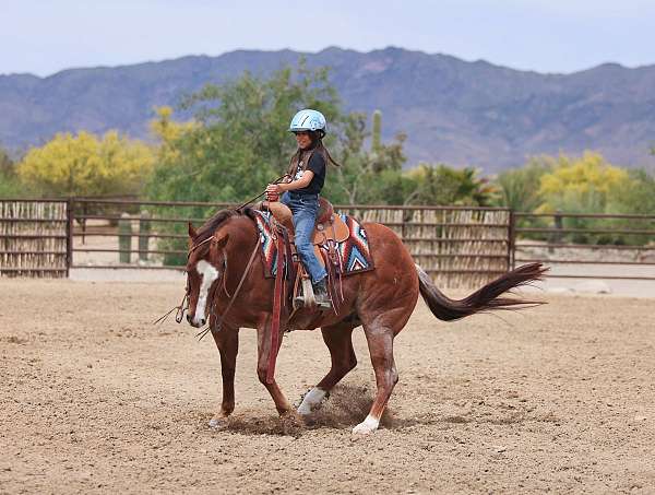 ridden-english-quarter-horse