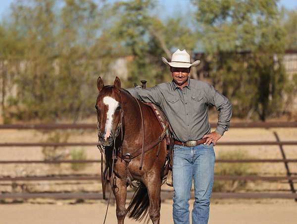 ridden-western-quarter-horse