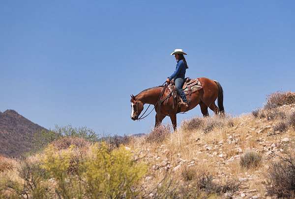 roping-quarter-horse