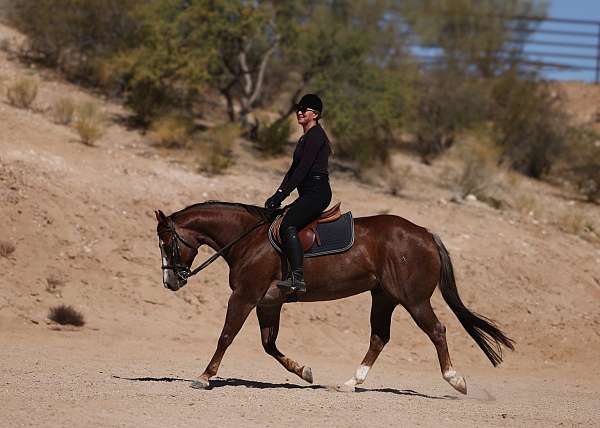 show-quarter-horse