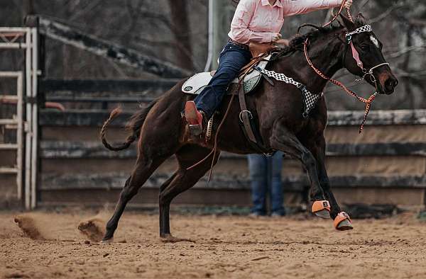 dark-bay-quarter-pony