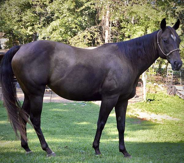 budget-pony
