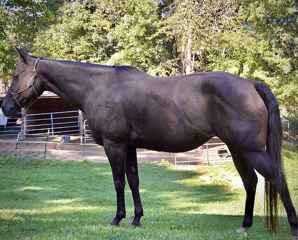 barrel-prospect-pony