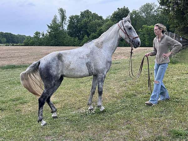 tennessee-walking-mare