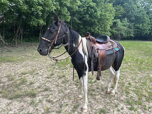 trail-pony-tennessee-walking-pony