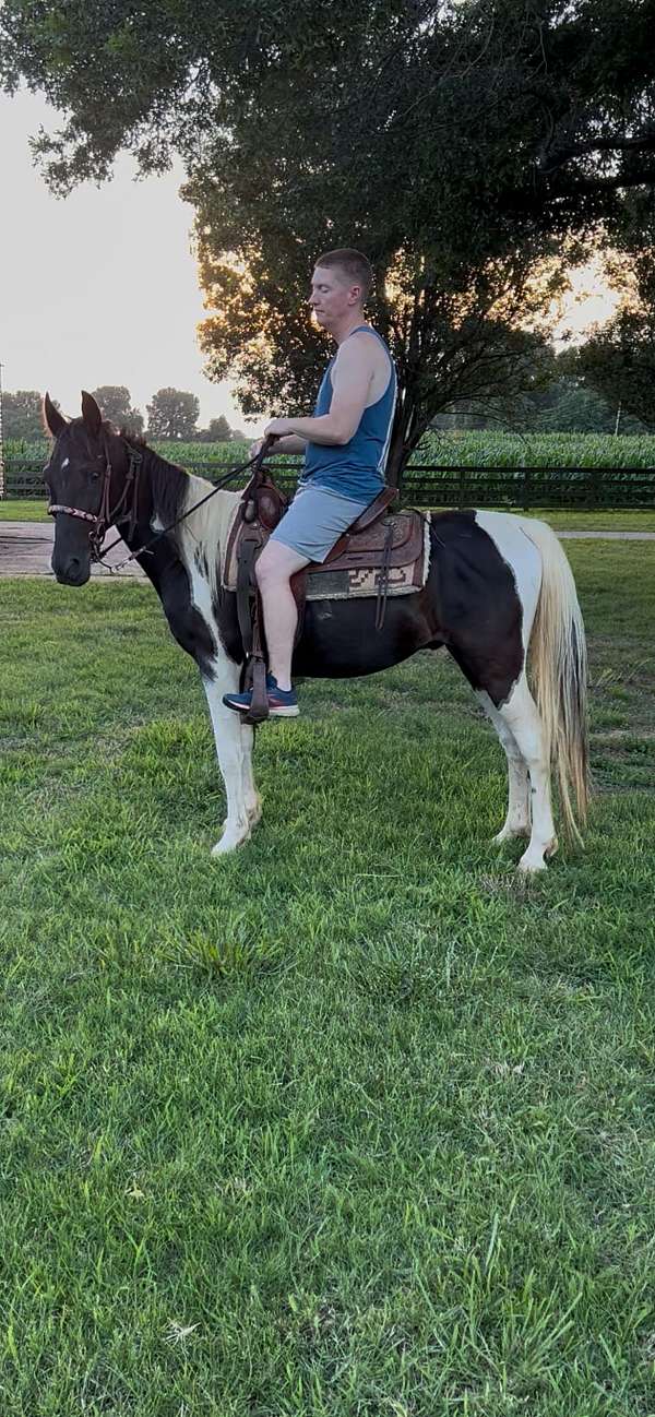 finished-pony-tennessee-walking-pony