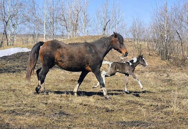 tobiano-missouri-fox-trotter-mare-broodmare