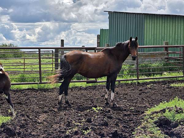 missouri-fox-trotter-mare