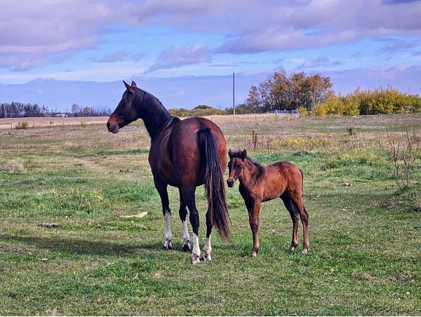 missouri-fox-trotter-horse-for-sale