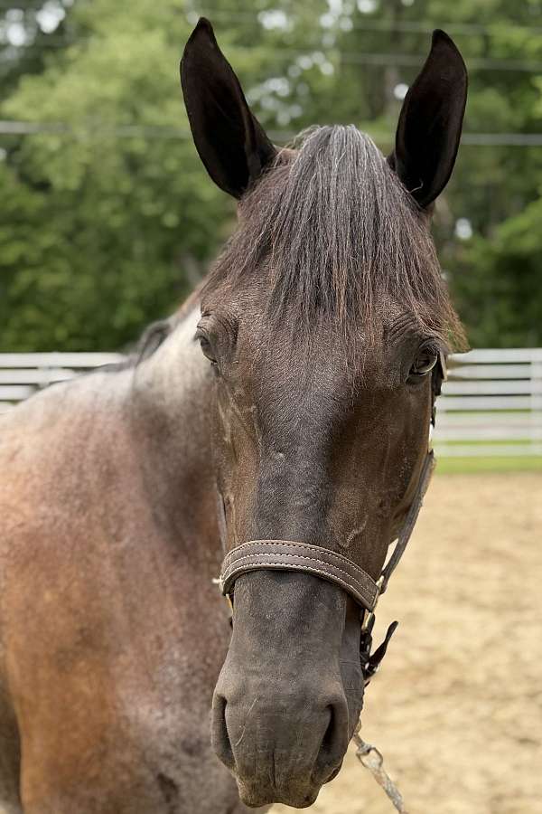 bay-roan-mare-for-sale