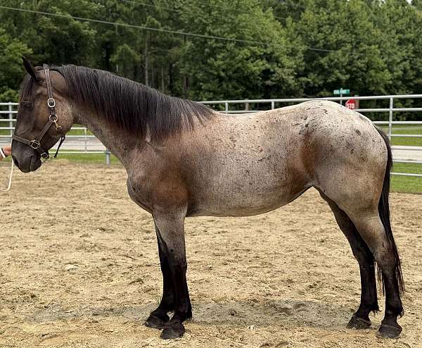 roan-percheron-mare