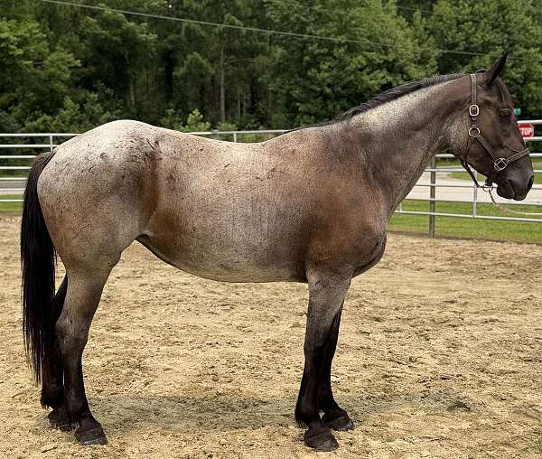 bay-roan-quarter-horse-mare
