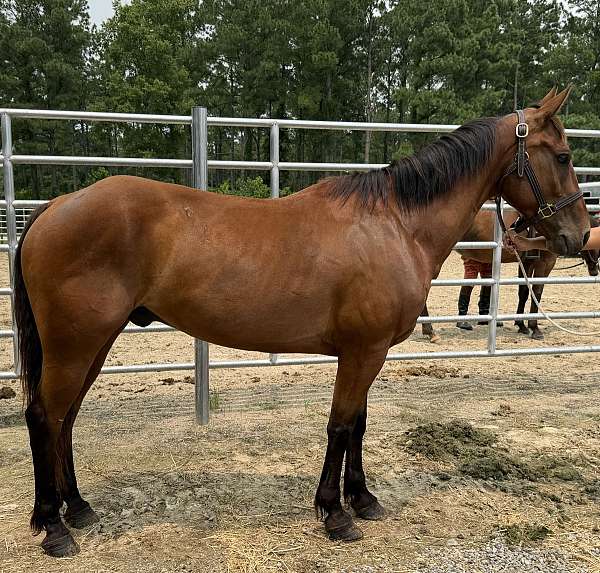 bay-morgan-gelding