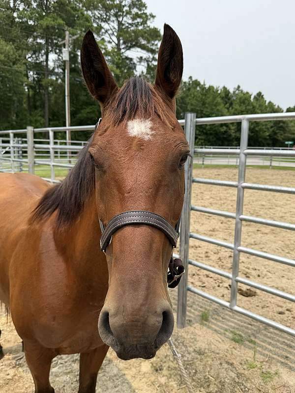 14-hand-morgan-gelding