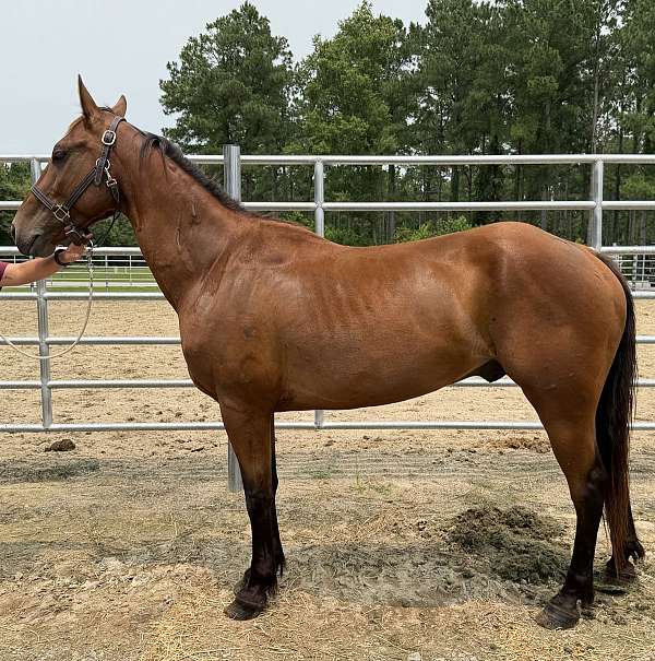 bay-gelding-for-sale