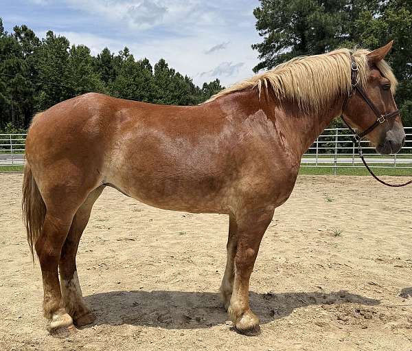 sorrel-mare-for-sale