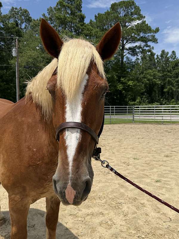 17-hand-belgian-mare