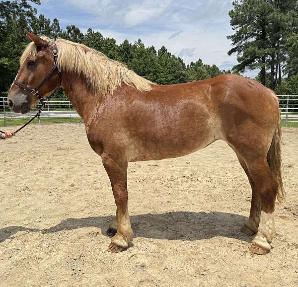 sorrel-belgian-mare