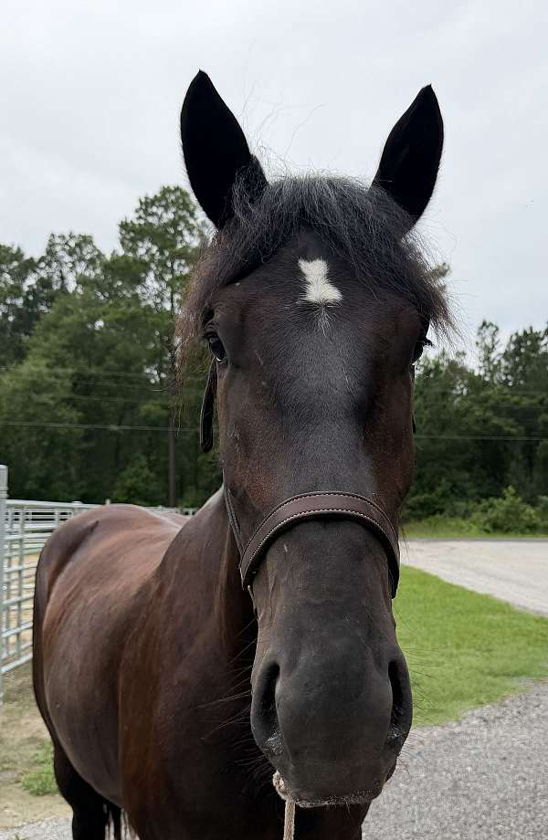16-hand-percheron-mare