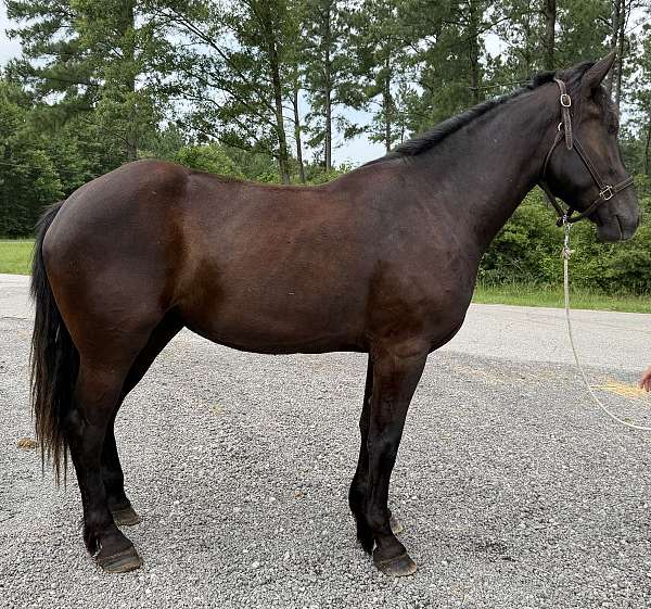black-percheron-mare