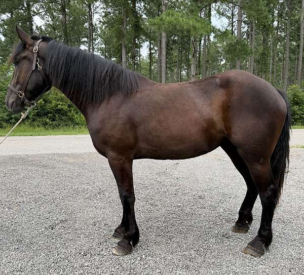 black-mare-for-sale