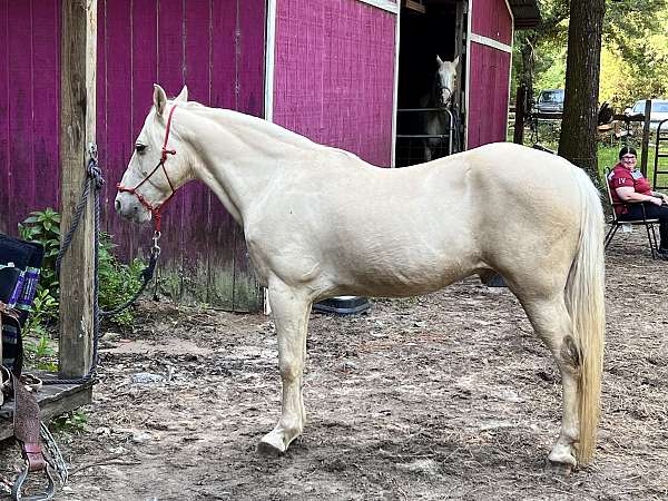 all-around-missouri-fox-trotter-horse